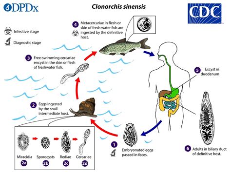  Clonorchis！ 흡혈성 기생충이지만 생존을 위해 어떤 독특한 전략을 사용할까요?