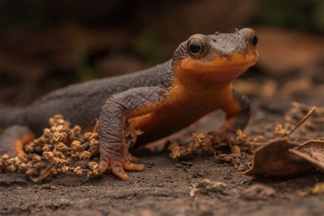  Newt! This Amphibian Master of Disguise Blends Perfectly With Its Environment