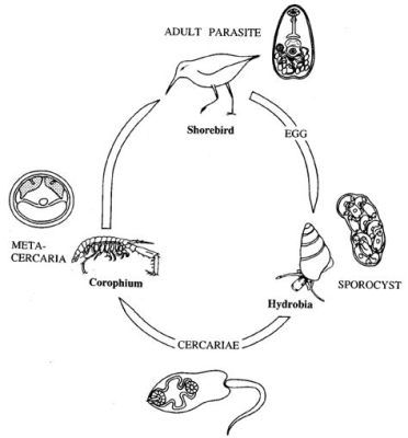  Quingyangia, a Trematode That Lives a Life of Deception! Quingyangia demonstrates remarkable adaptations for parasitism, using elaborate strategies and complex life cycles to thrive within its unsuspecting hosts.