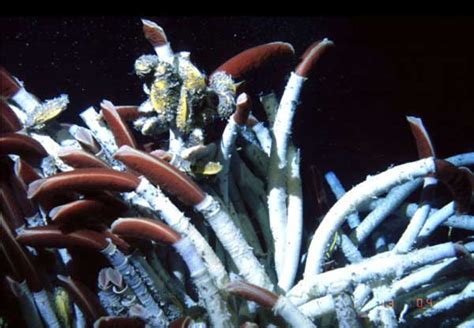  Tube Worm: A Curious Creature That Thrives in the Depths Where Sunlight Never Reaches!