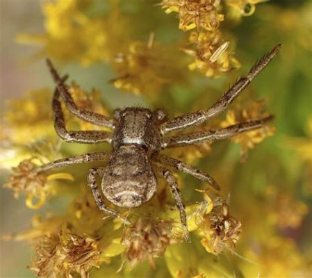  Xysticus!  The Stealthy Spider That Thrives in Twilight Gardens